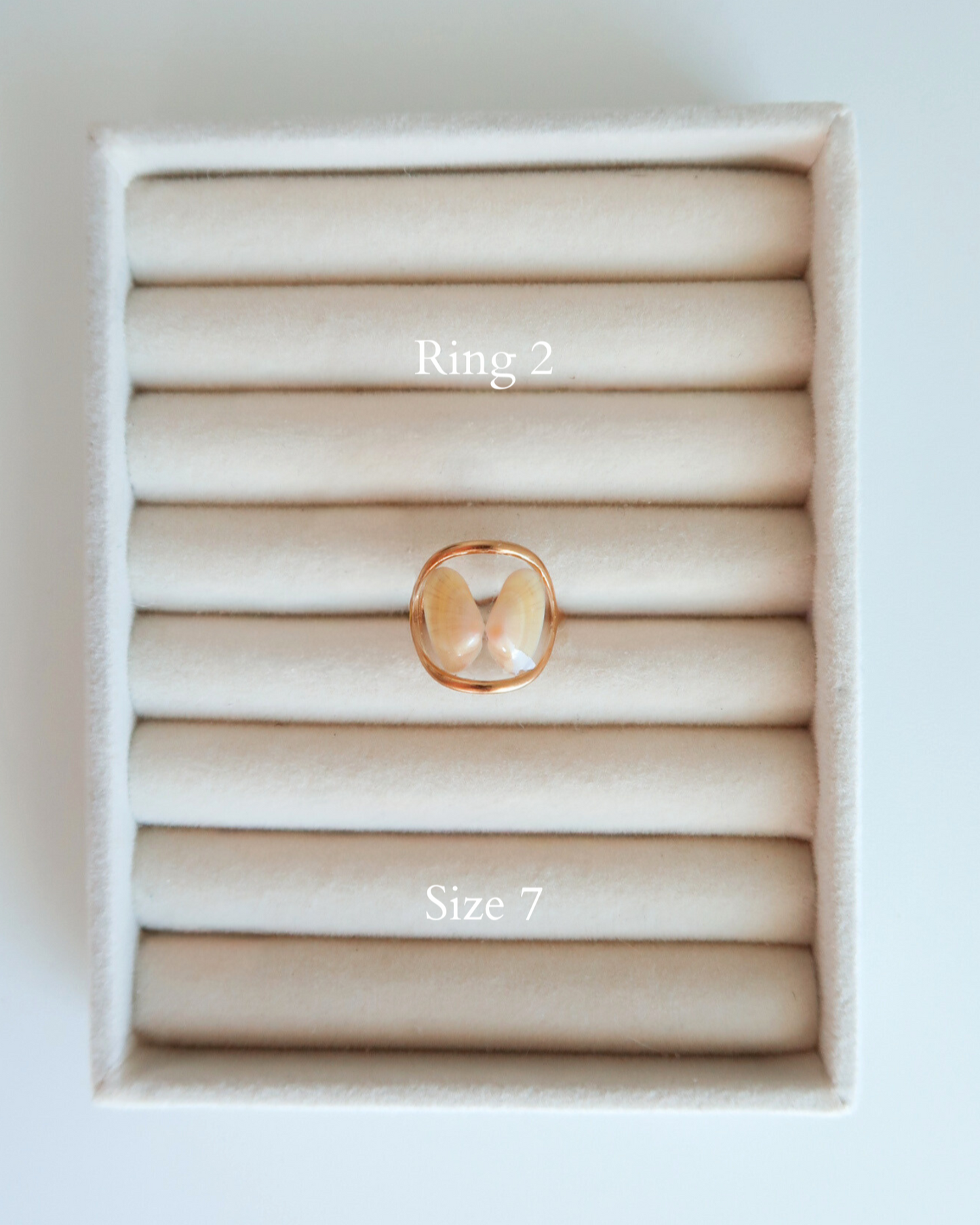 Coquina Shell Rings