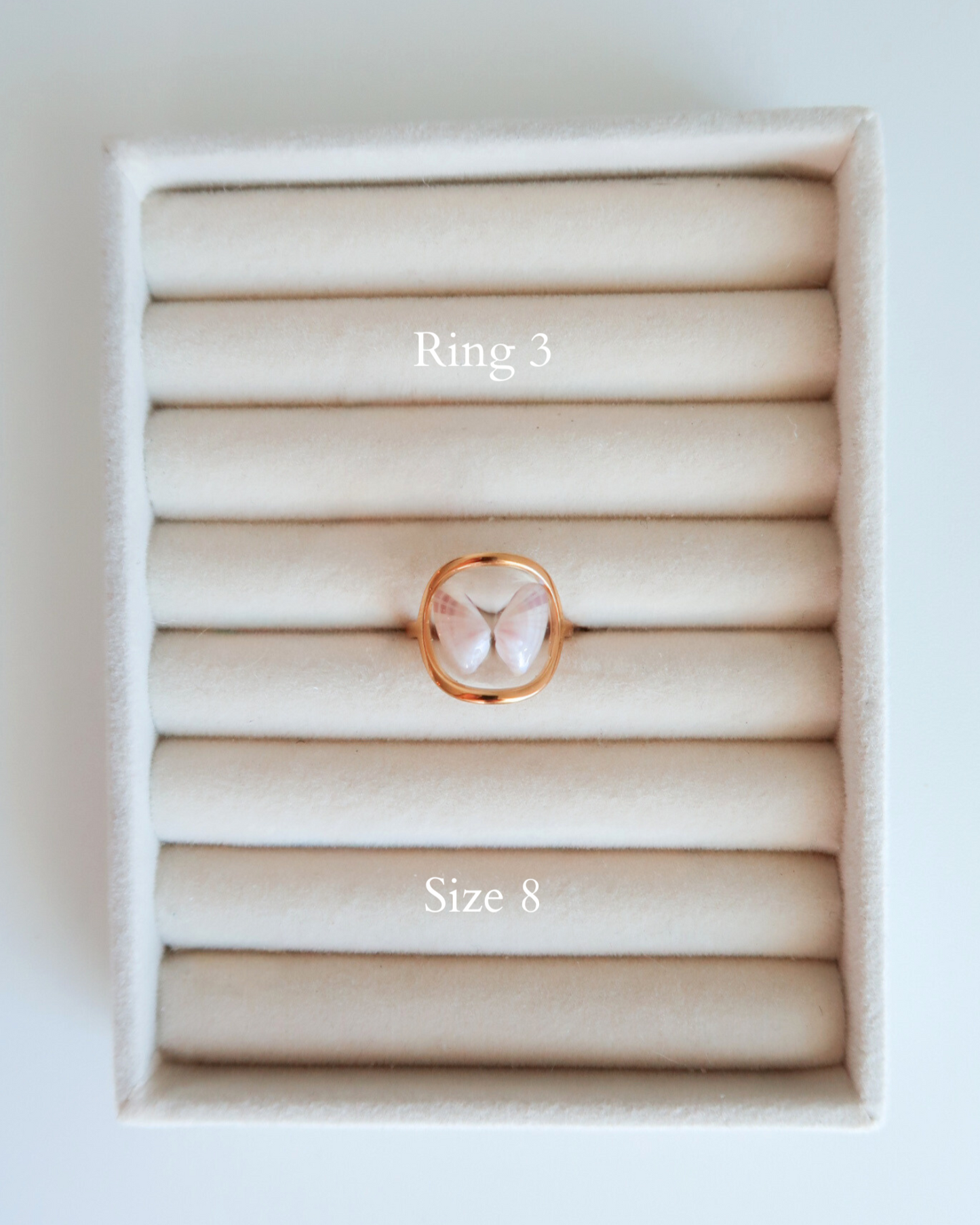 Coquina Shell Rings