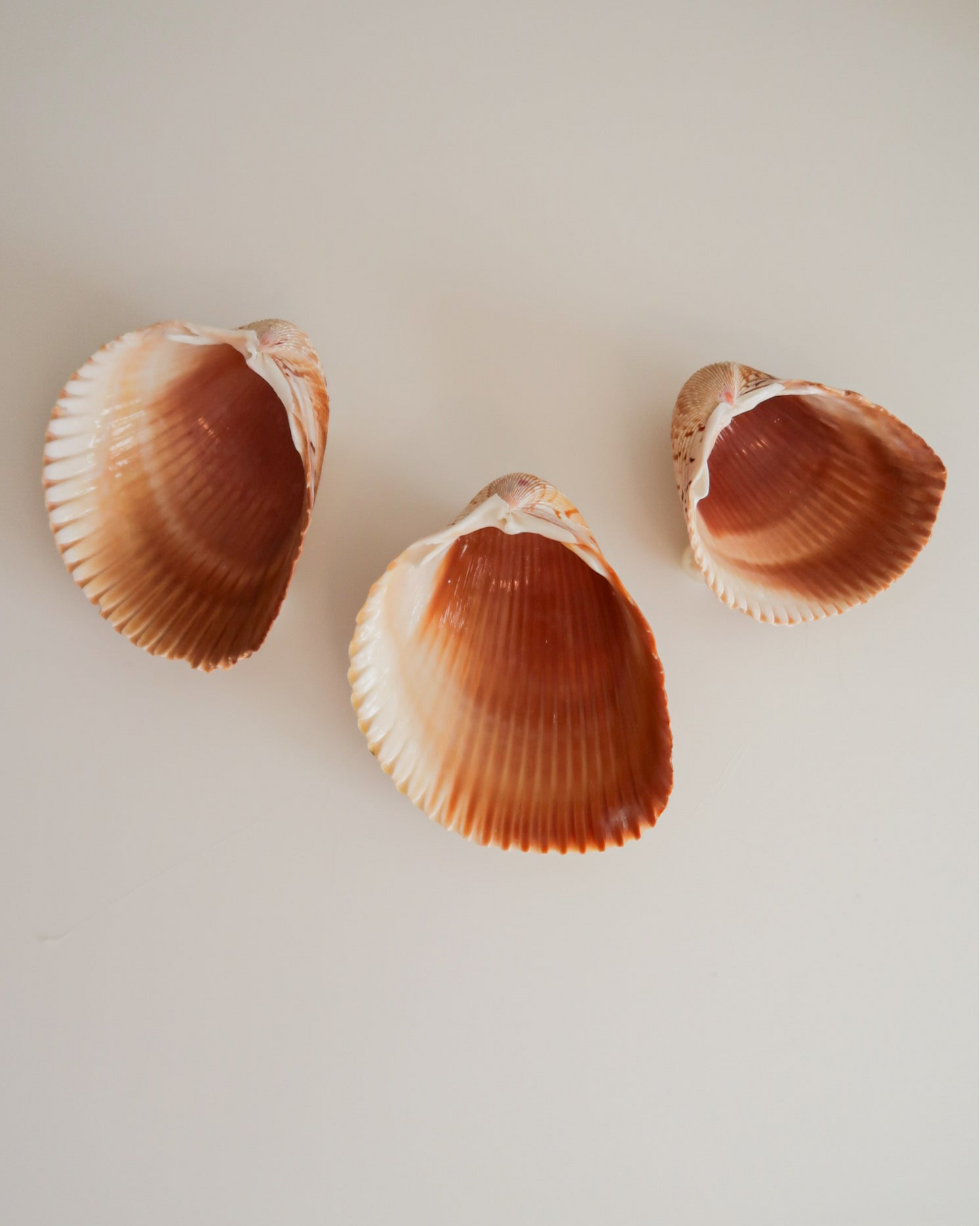 Plain Shell Trinket Dish