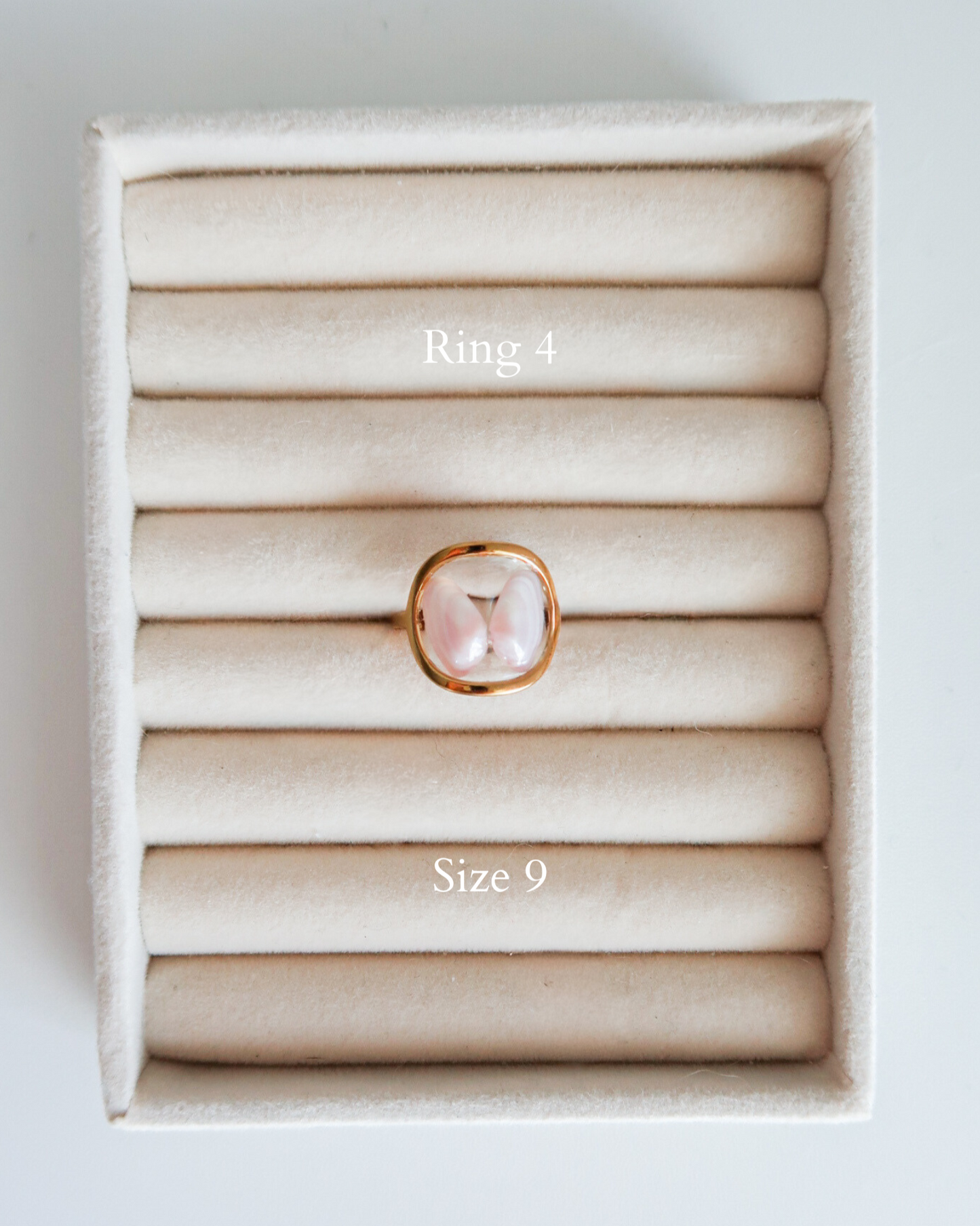 Coquina Shell Rings