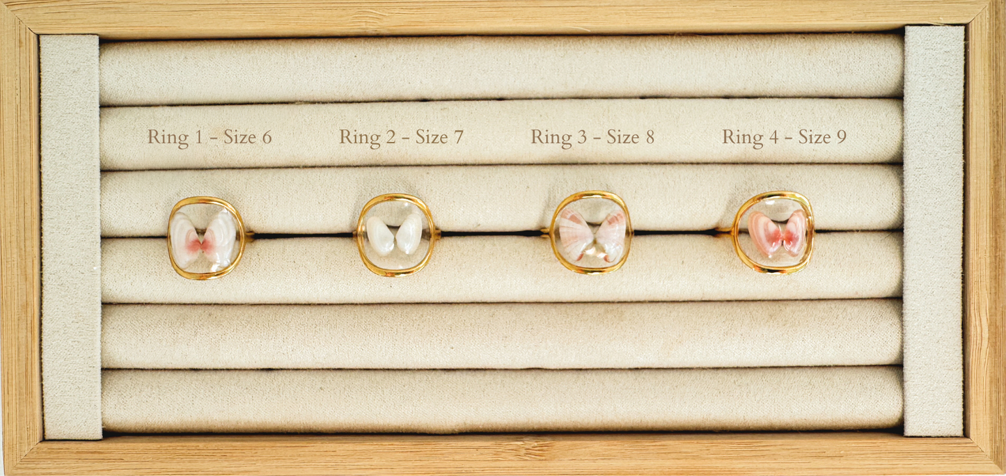 Coquina Shell Rings